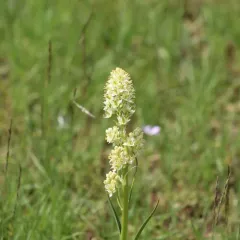foothill deathcamas thumbnail 1