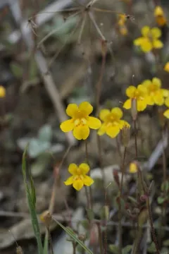 Washington monkeyflower thumbnail 2