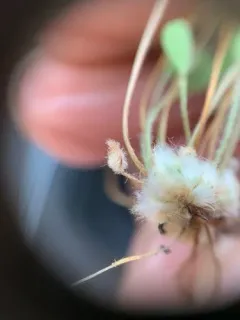 Pacific Waterclover thumbnail 4