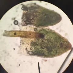 Rigid Screw Moss thumbnail 4