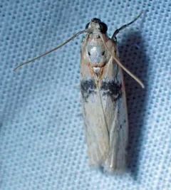 Sciota fernaldi thumbnail 3