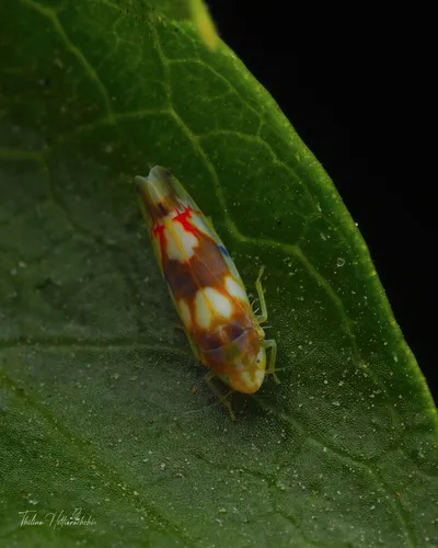 Erythroneura elegans