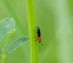 Clover Stem Borer thumbnail 4
