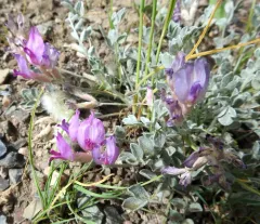 Utah Milkvetch thumbnail 2