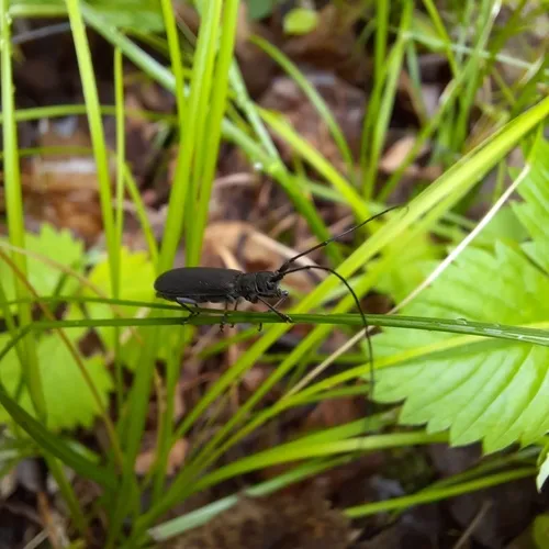 Ashen Longhorned Beetle