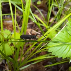 Ashen Longhorned Beetle thumbnail 1