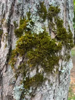Leucodon brachypus thumbnail 1