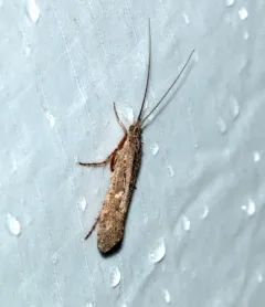 Limnephilus submonilifer thumbnail 2