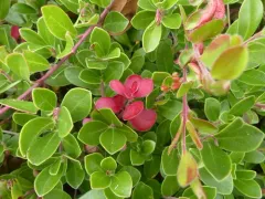 bearberry redstem thumbnail 4