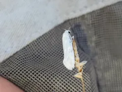 Eastern Yucca Moth thumbnail 2