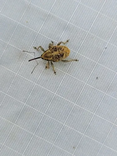Hazelnut Weevil