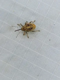 Hazelnut Weevil thumbnail 1