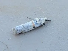 Rostrolaetilia placidissima thumbnail 3
