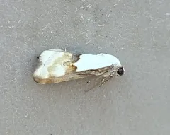 Arizona Bird-dropping Moth thumbnail 4
