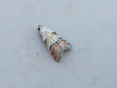 Pococera baptisiella thumbnail 3