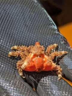 Rhinoceros Crab thumbnail 1
