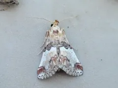 Toripalpus trabalis thumbnail 4