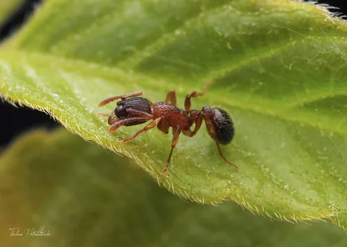 Myrmica nearctica