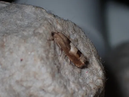 Epiblema boxcana