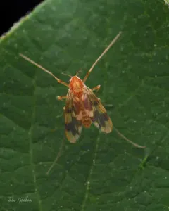 Rheopelopia paramaculipennis thumbnail 1