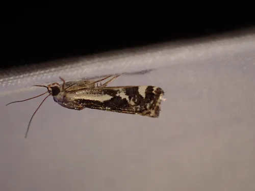 Narrow-winged Midget Moth