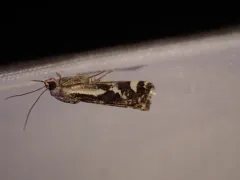 Narrow-winged Midget Moth thumbnail 1