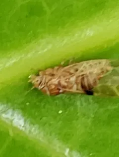 Cacopsylla fatsiae thumbnail 3