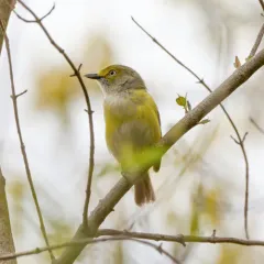 White-eyed Vireo thumbnail 3