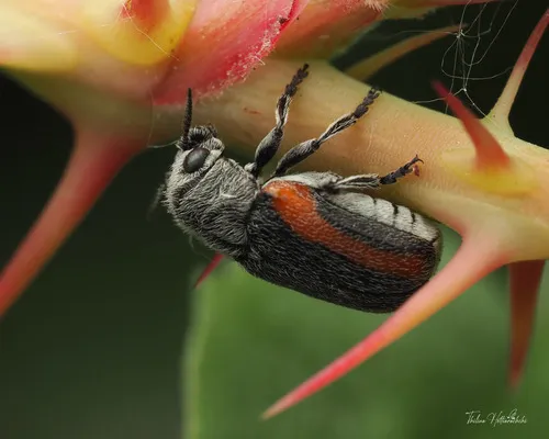 Coleothorpa vittigera