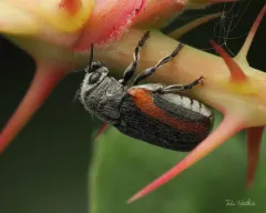Coleothorpa vittigera thumbnail 1