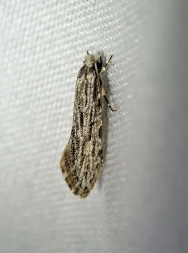 Many-lined Nemapogon
