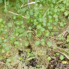 floating marsh pennywort thumbnail 2