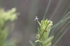 Oxyna palpalis thumbnail 1