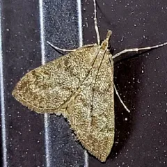 Dusky Saucrobotys Moth thumbnail 2