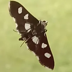 Grape Leafroller Moth thumbnail 3