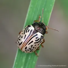 Dogwood Leaf Beetle thumbnail 3