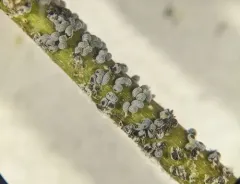Physarum cinereum thumbnail 2