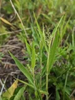 old field panic grass thumbnail 2