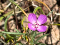 Lassen clarkia thumbnail 3