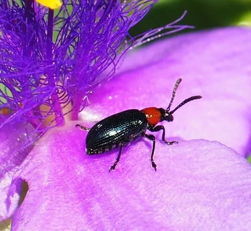 Oulema collaris