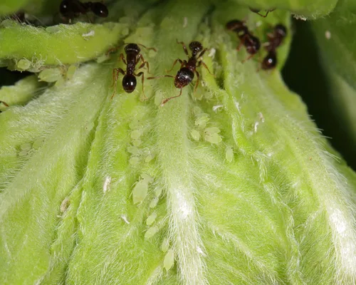Evening Primrose Aphid