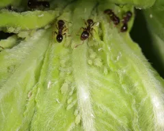 Evening Primrose Aphid thumbnail 1