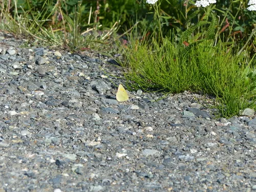 Giant Sulphur
