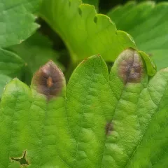 Common Strawberry Spot thumbnail 4