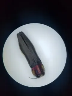 Hawthorn Root Borer thumbnail 2