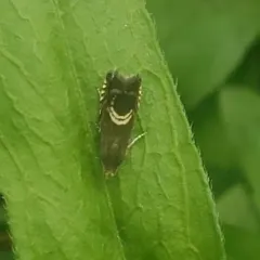 Clover Head Caterpillar Moth thumbnail 2