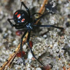Northern Black Widow thumbnail 3