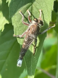 Promachus dimidiatus thumbnail 2
