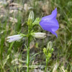 Peach-leaved Bellflower thumbnail 1