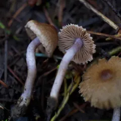 lilac leg fibrecap thumbnail 4